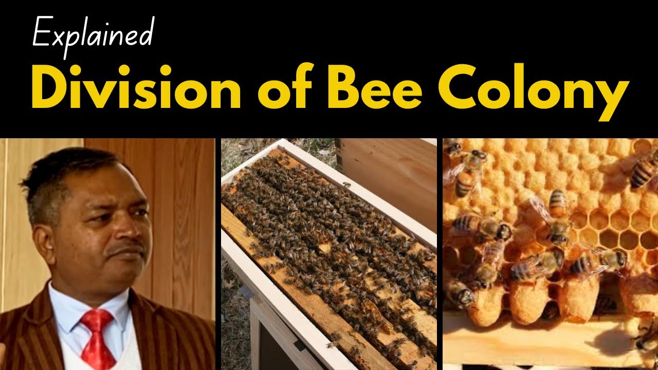 Division of a Bee Colony