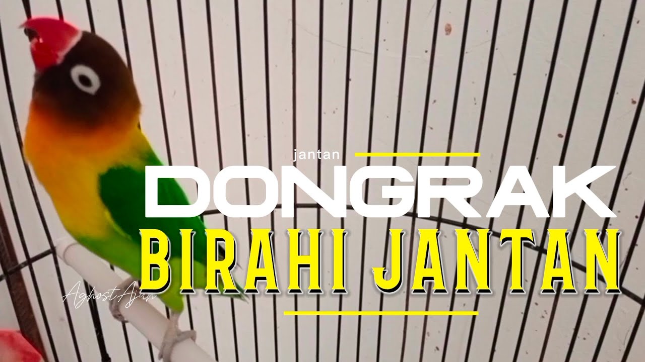DONGKRAK BIRAHI JANTAN ‼️ PROSES PENGGACORAN NGEJAR DOBELAN