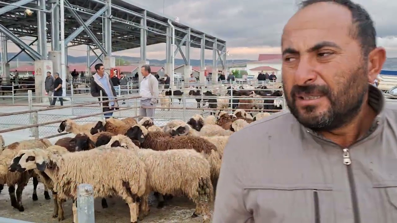 ÇORUM HAYVAN HAYVAN KÜÇÜKBAŞ.                16 EYLÜL 2024 MURAT GÜRGİL
