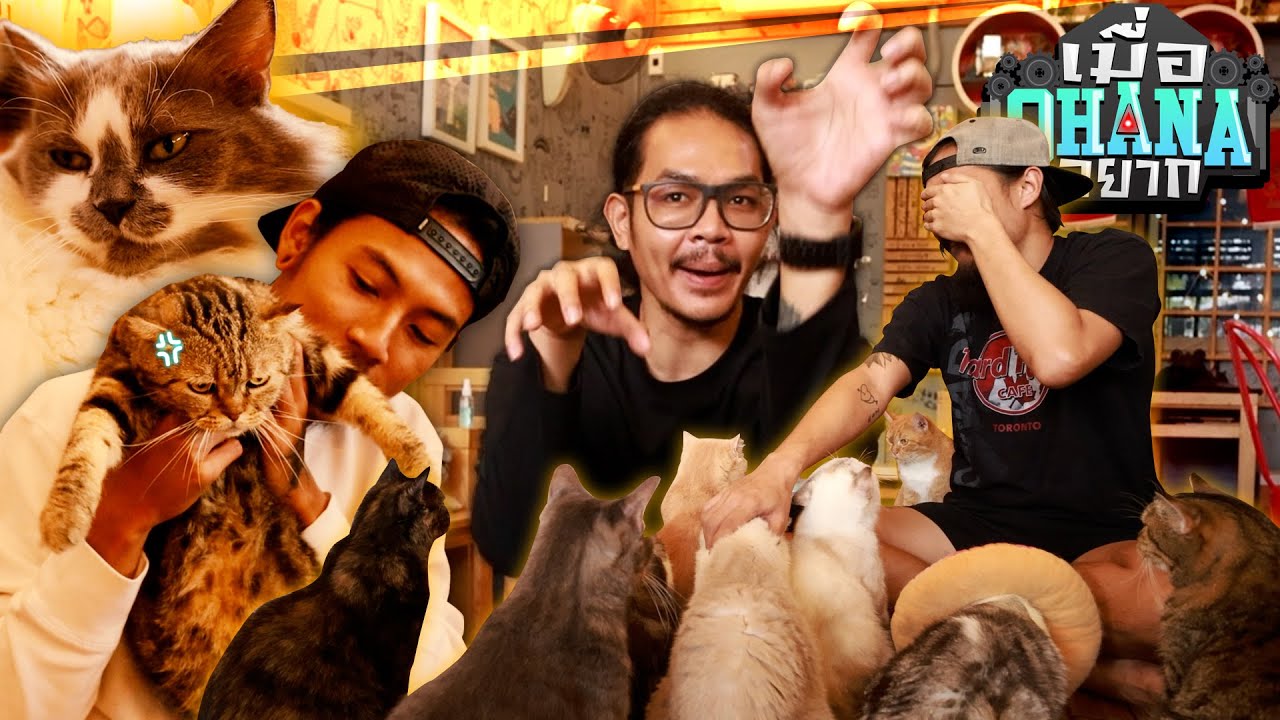 เมื่อ OHANA อยาก : บุกคาเฟ่แมว เมืองเอก