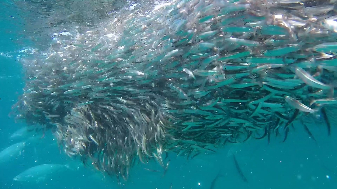 UNEXPECTED : I Dove Into a Bait Ball… Then the Tuna Arrived - A look Inside a Wild Tuna Hunt!