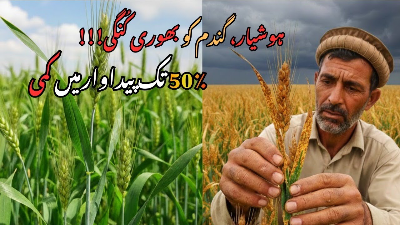 🚨 Wheat Crop at Risk! Yellow and Brown Rust – Identification & Immediate Control