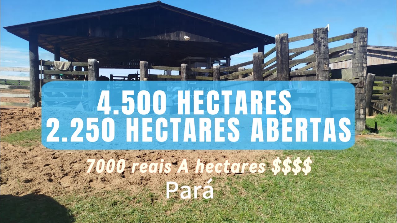 OPORTUNIDADE ÚNICA-VEJA QUE FAZENDA DE QUALIDADE NA REGIÃO DE URUARÁ PÁ 😱