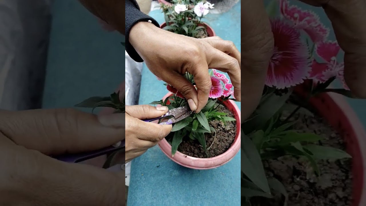 How to feed marigold flowers# 