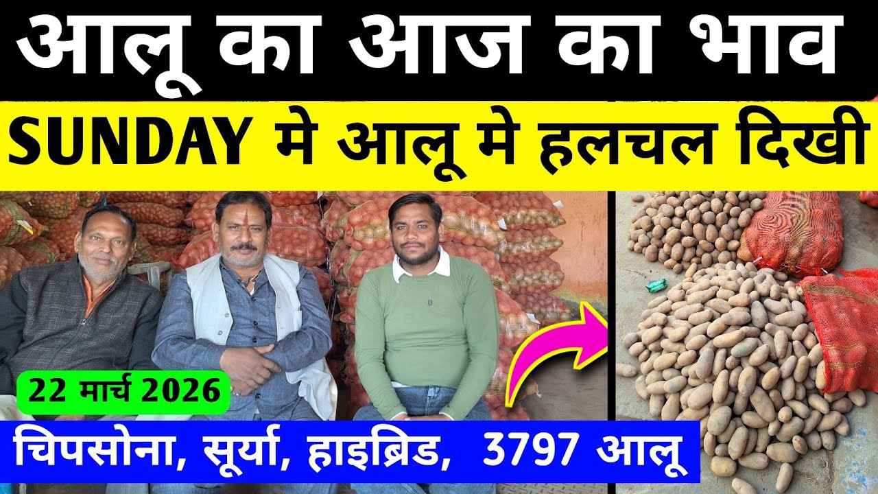 SUNDAY आलू मे भाव मे क्या बदलाव दिखा | aaj ka aalu ka bhav | real farmer education | aalu ka bhav 