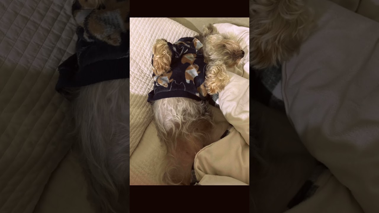 She must be tired 🥱 😪 #doglife #dogoffice #schnauzer #강아지일상 #슈나우저