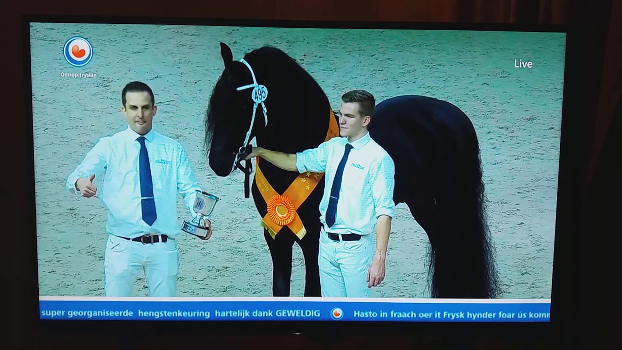 Friese Hengstenkeuring Drachten Jurre 495