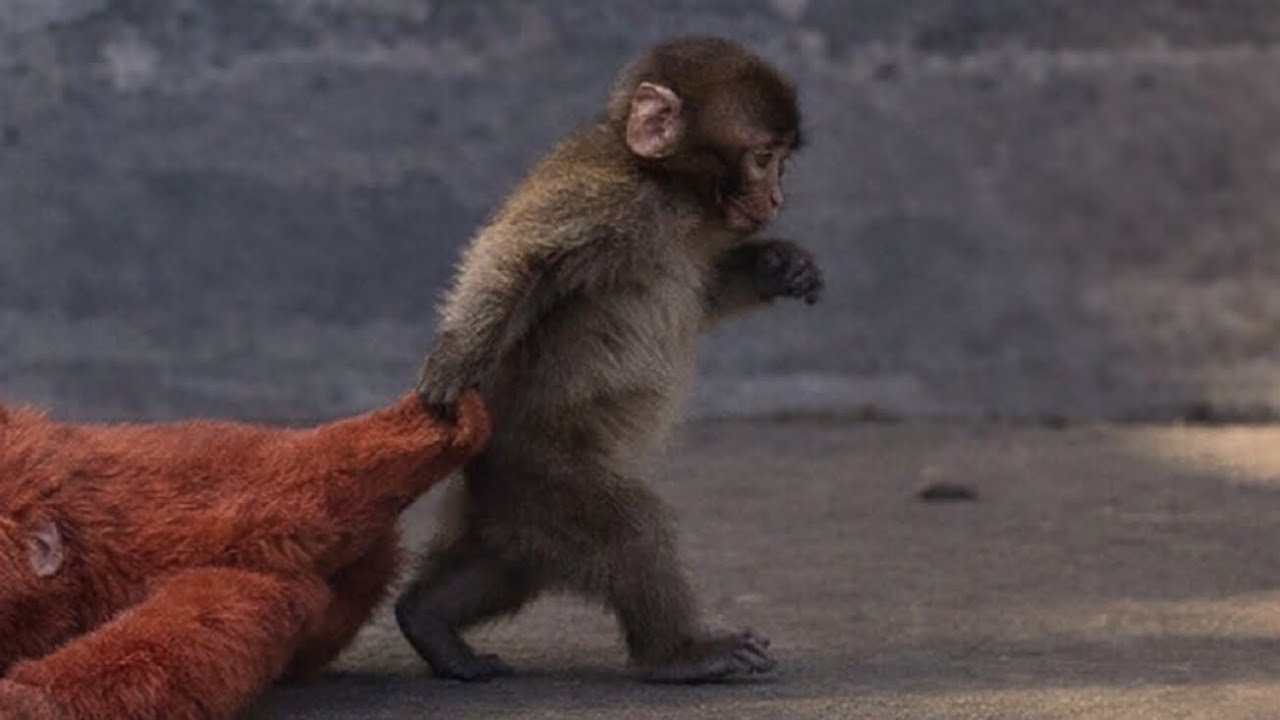 【いま話題】市川市動植物園のニホンザル“パンチくん”が可愛すぎた