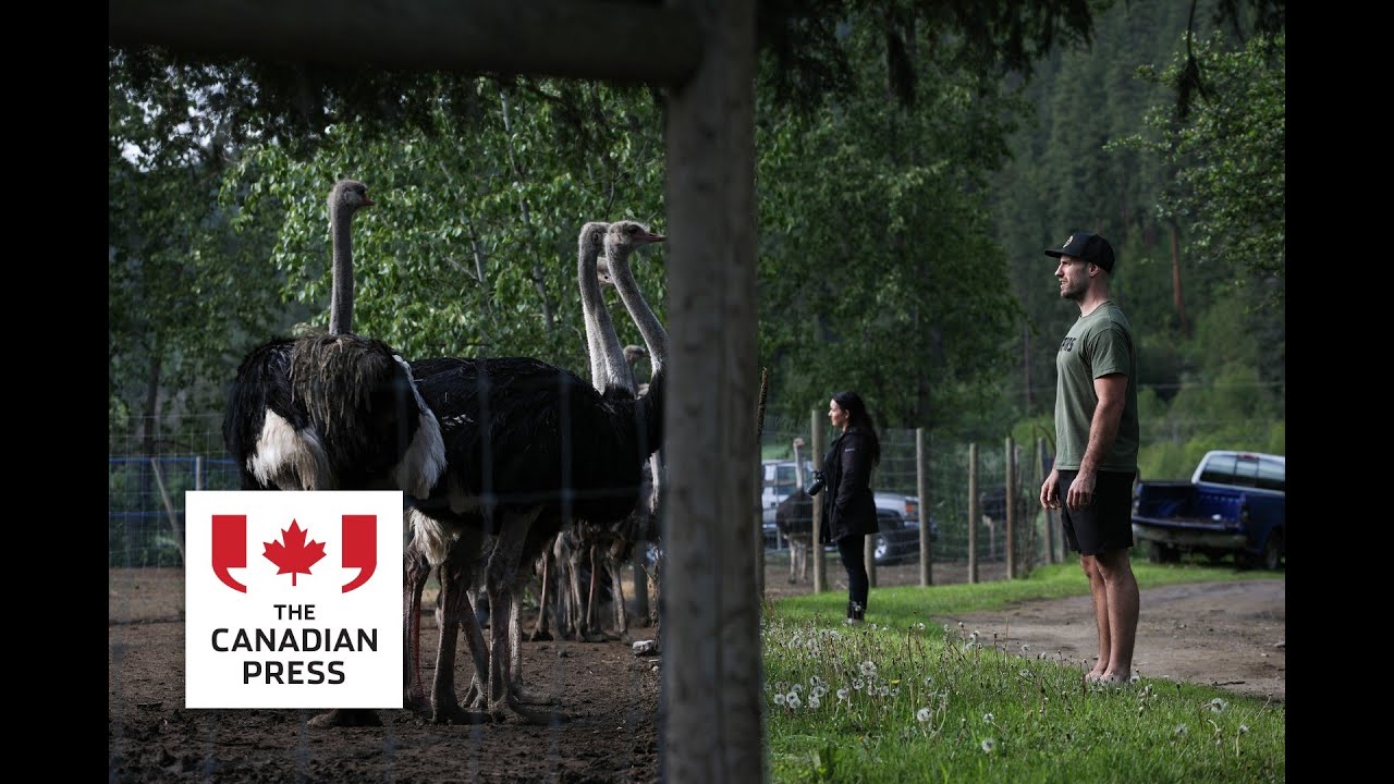 Five things to know about ostrich cull case, after court delivers blow to farmers