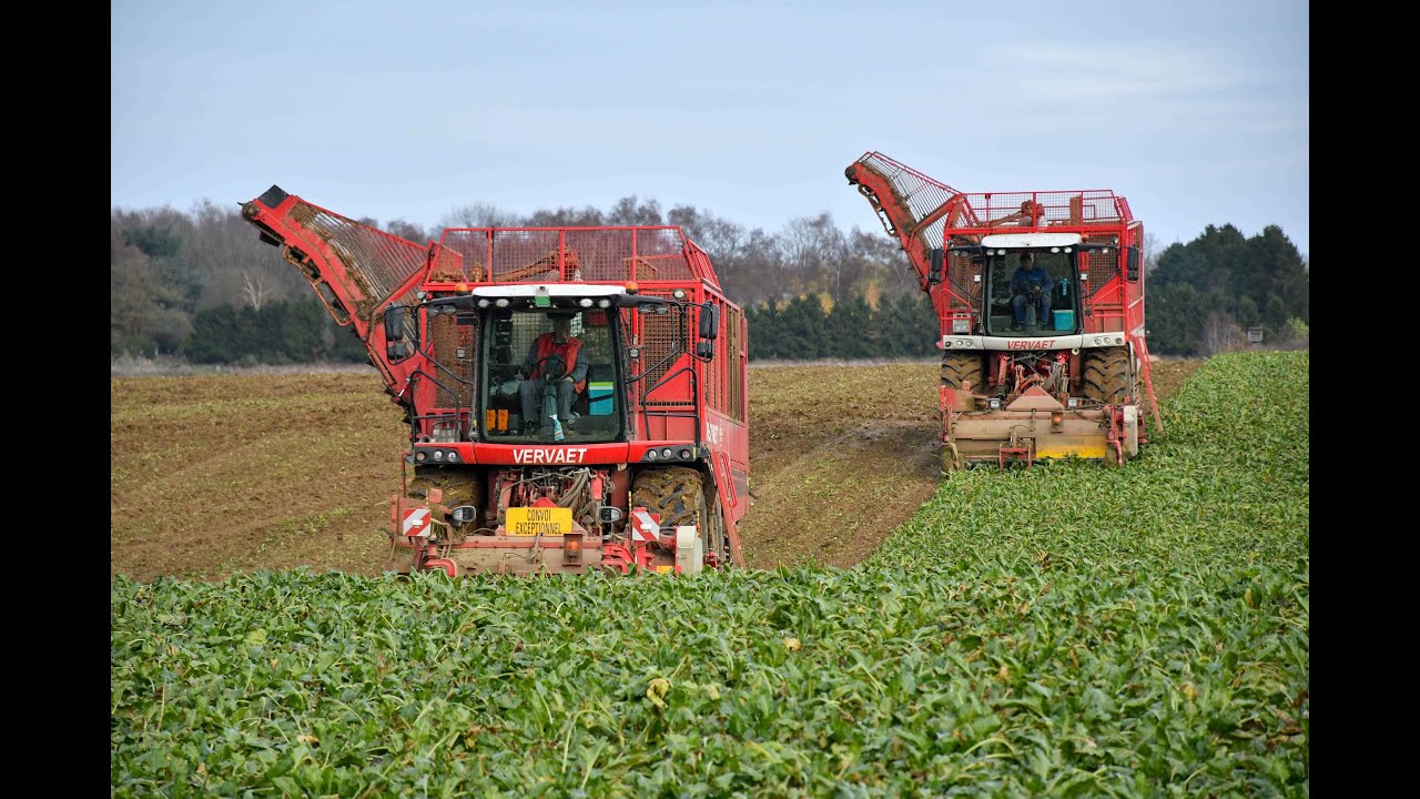 Vynckier Agri a la récolte des betteraves avec 2 Vervaet beeteater 625