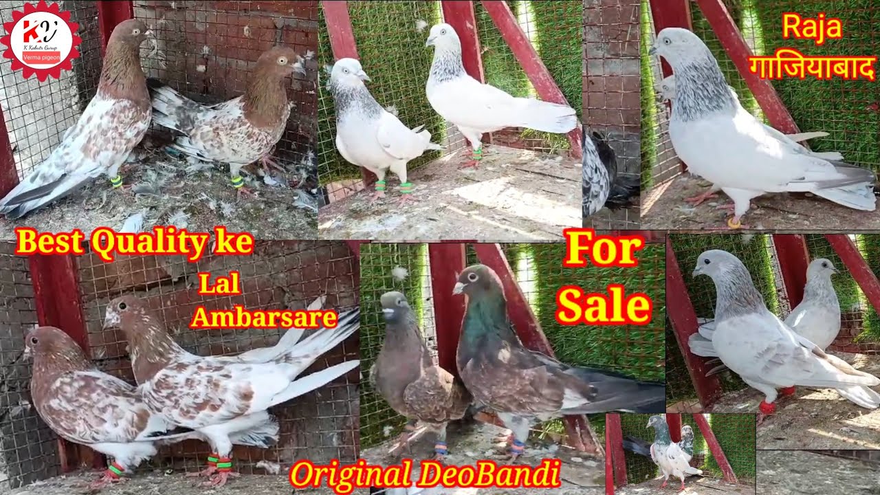 Original DeoBandi Ambarsire Kalsire Chhapdar Saharanpuri Kabootar ForSale सेल होचुके @KkabutarGroup