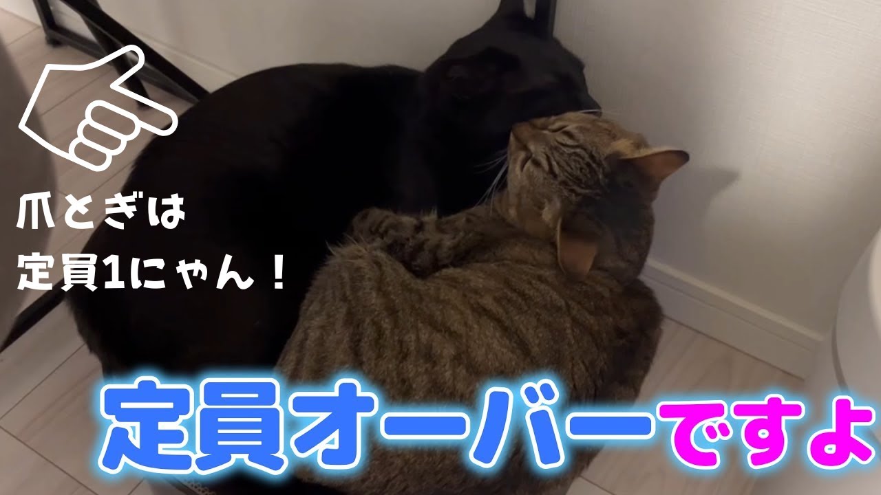 愛猫たちが爪とぎでゴロンとしているだけで可愛い