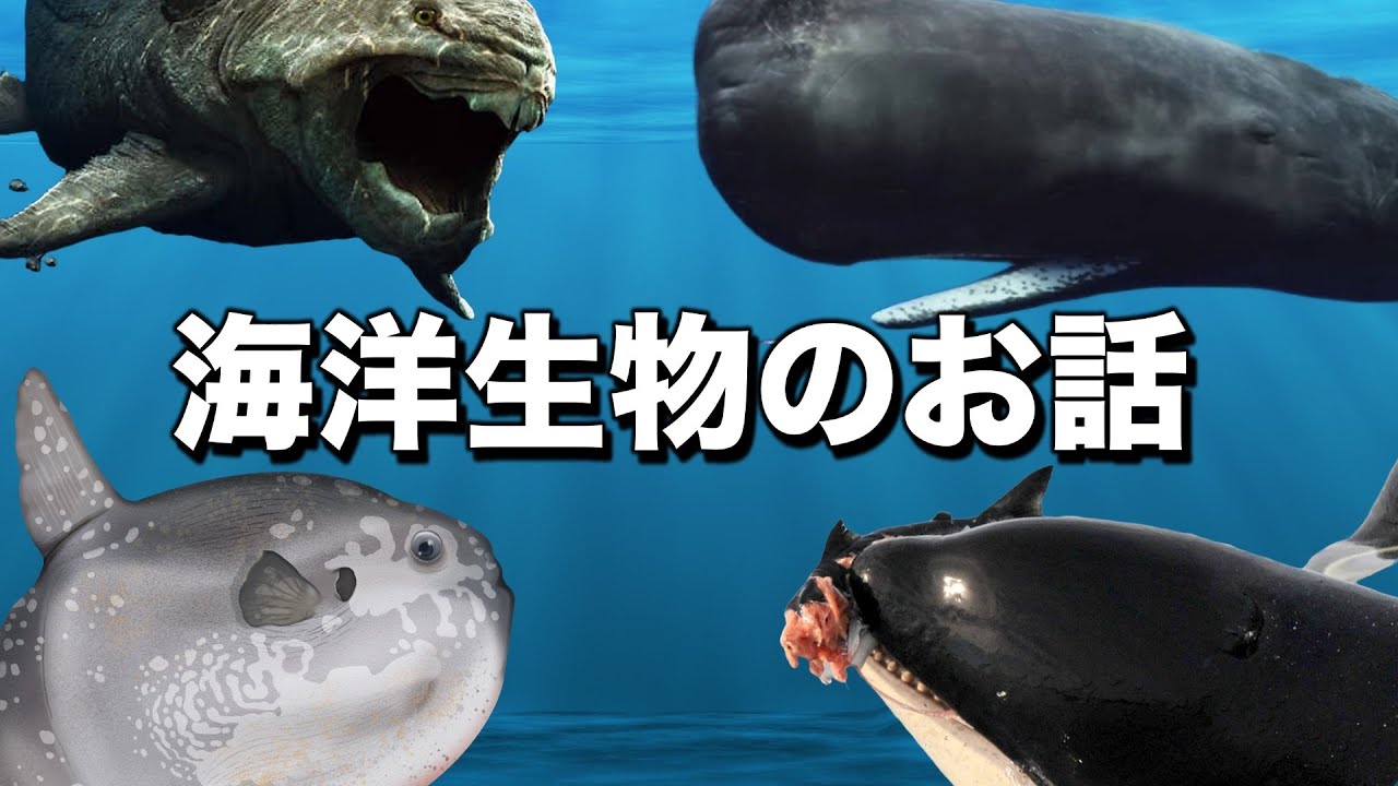 眠れない夜に聞きたい海洋生物のお話 ４選
