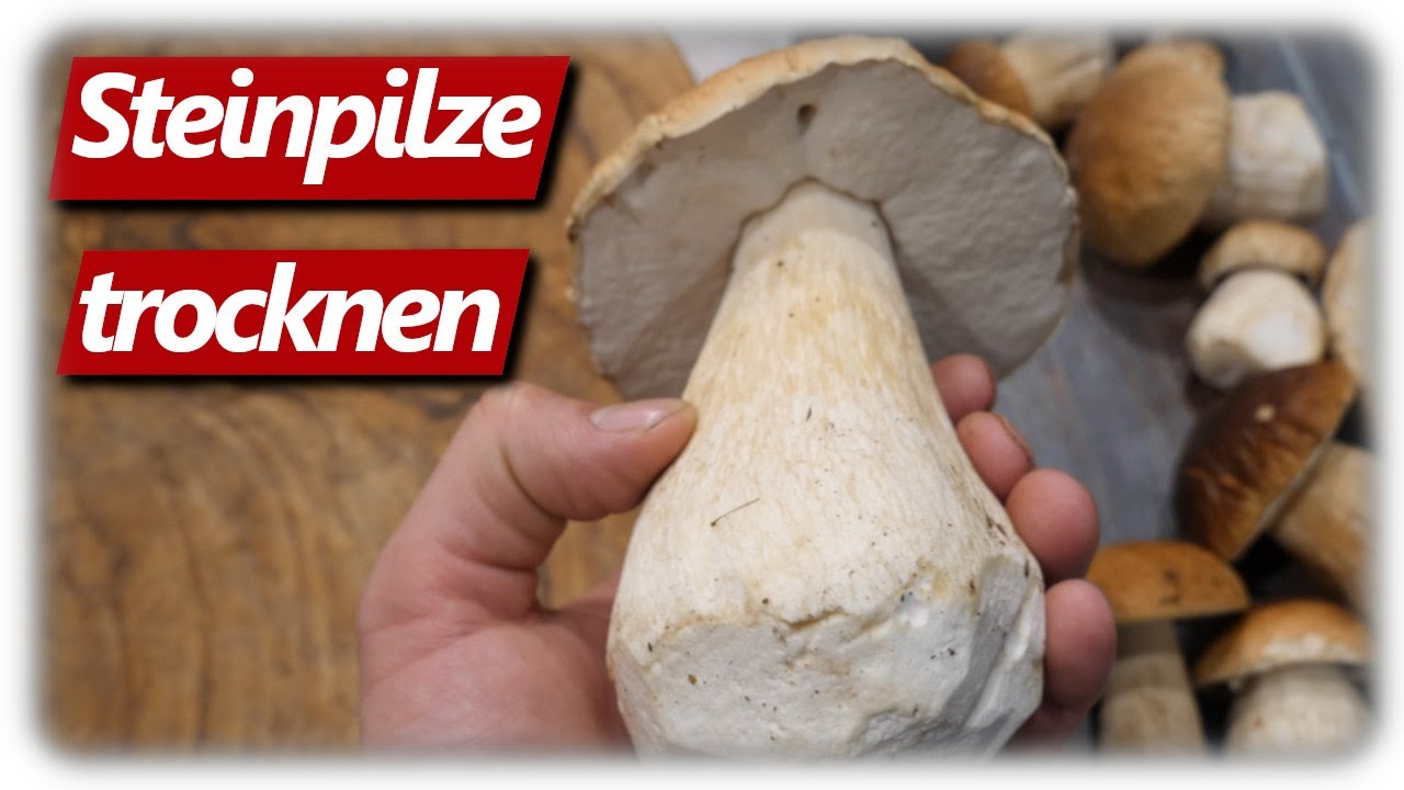 Pilze super einfach selber trocknen | Schritt f&uuml;r Schritt Anleitung ohne Fehler und Probleme