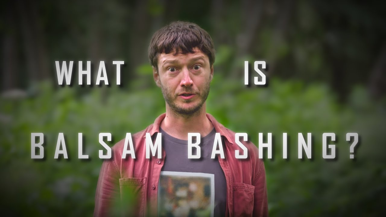 What is Balsam Bashing?