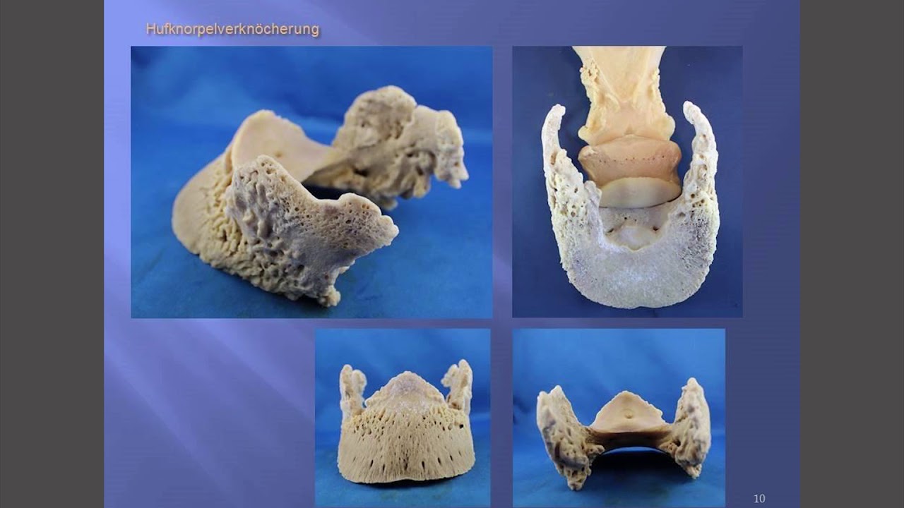 Vortrag 10. DHG Huftagung: Astrid Arnold - Anatomische Funktionseinheiten des Pferdehufes