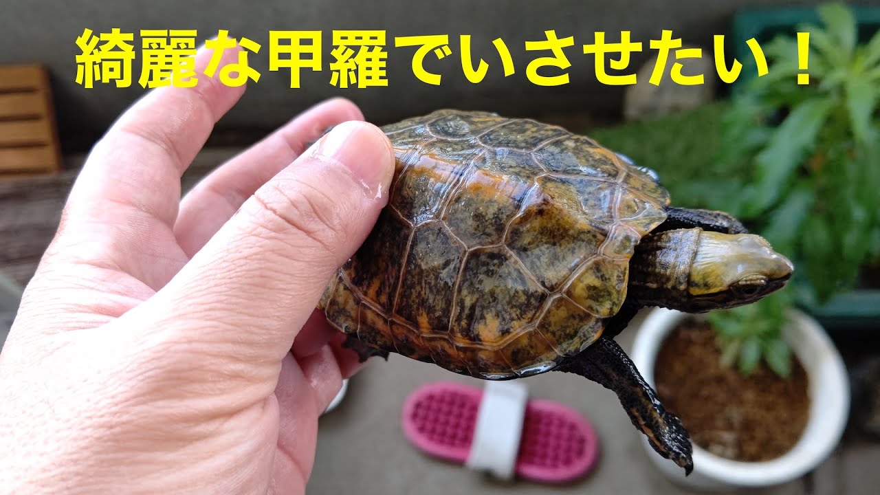 ニホンイシガメの甲羅を綺麗に保つ朝のルーティーン
