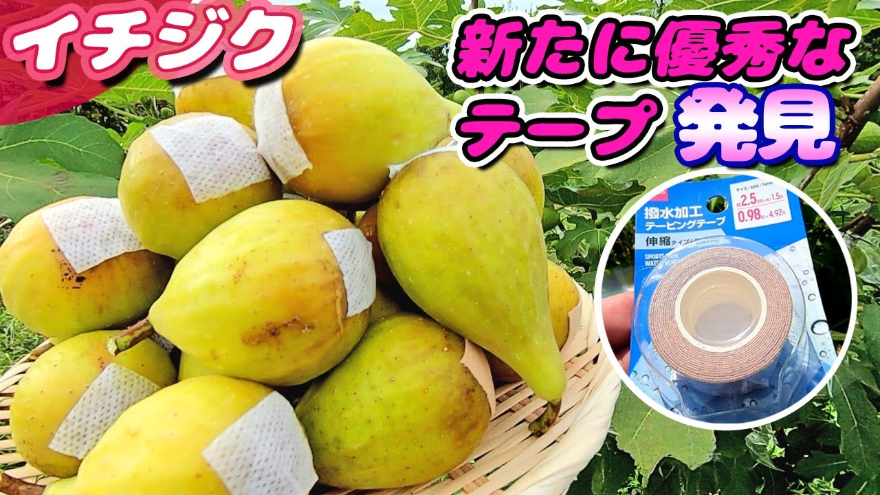 イチジクテープ貼り・袋掛け・収穫　不織布テープに負けず劣らずなテープを発掘しました