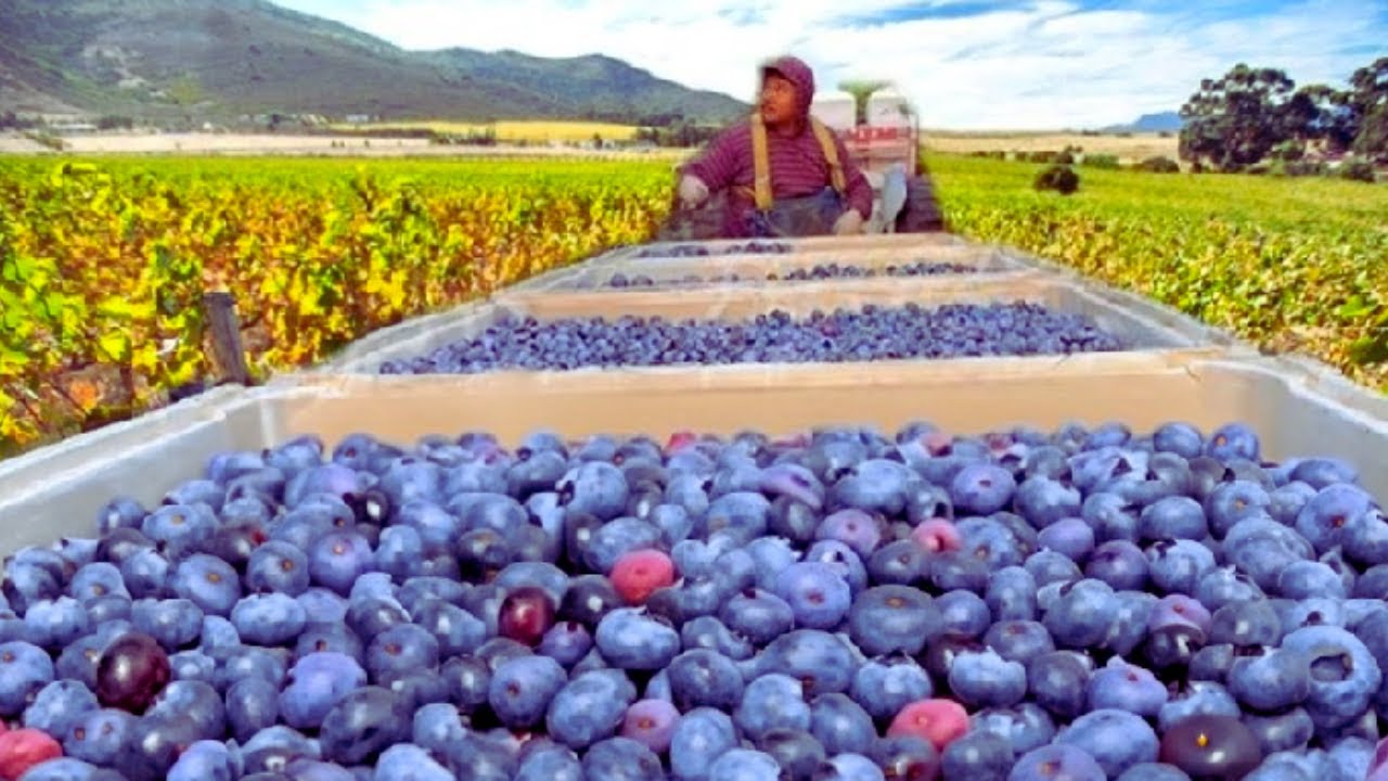 Wild Blueberries Harvesting Processing || Wild Blueberries Cultivation || Wild Blueberries farming
