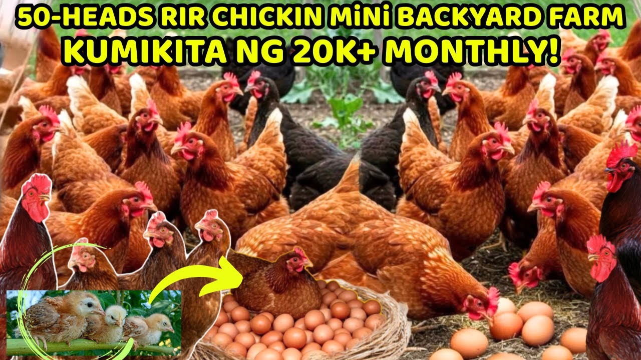 50HEADS RIR CHICKEN MiNi BACKYARD FARM - SEMI ORGANIC FEEDING - KUMIKITA NG 20K+ MONTHLY