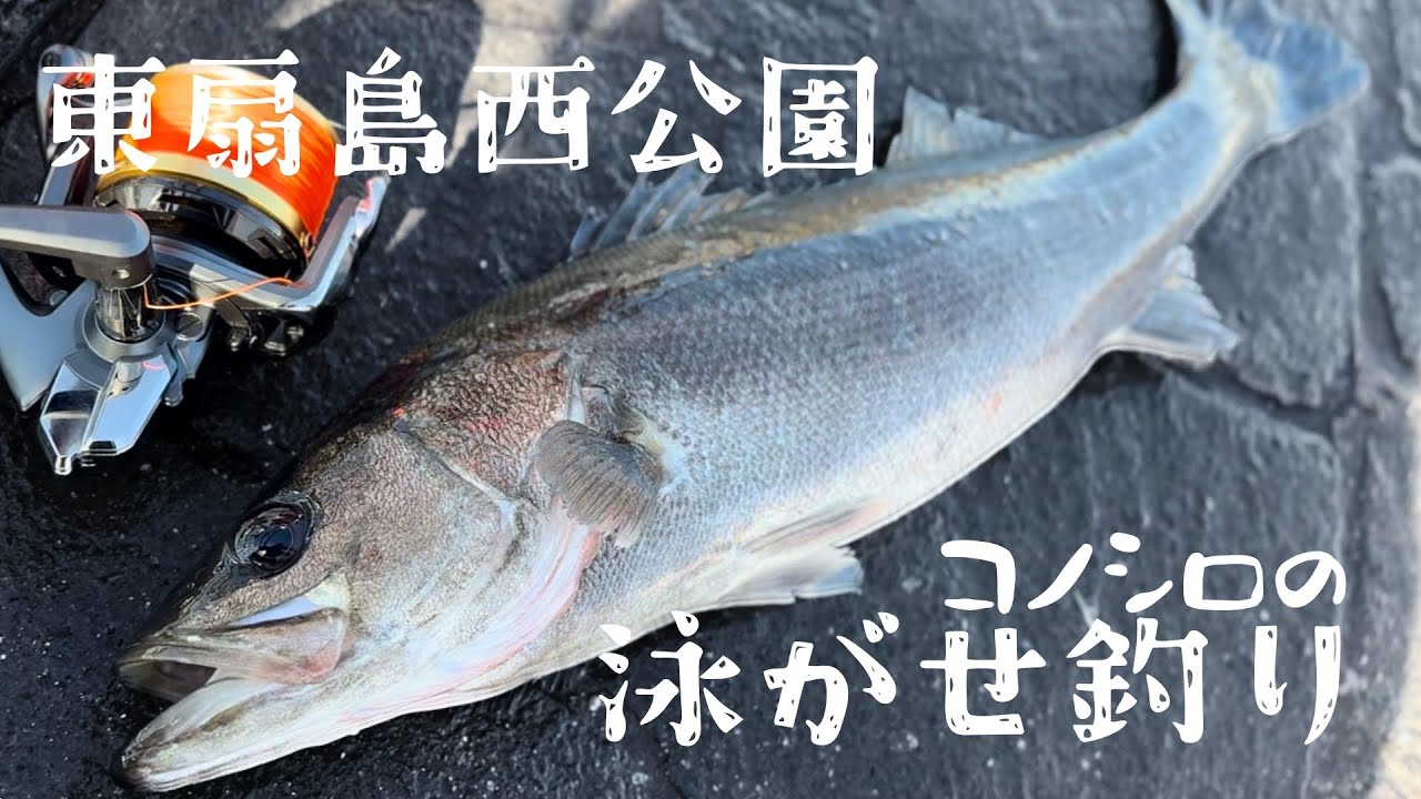 【東扇島西公園】コノシロパターン開幕！泳がせ釣りで74cmのシーバスが釣れる
