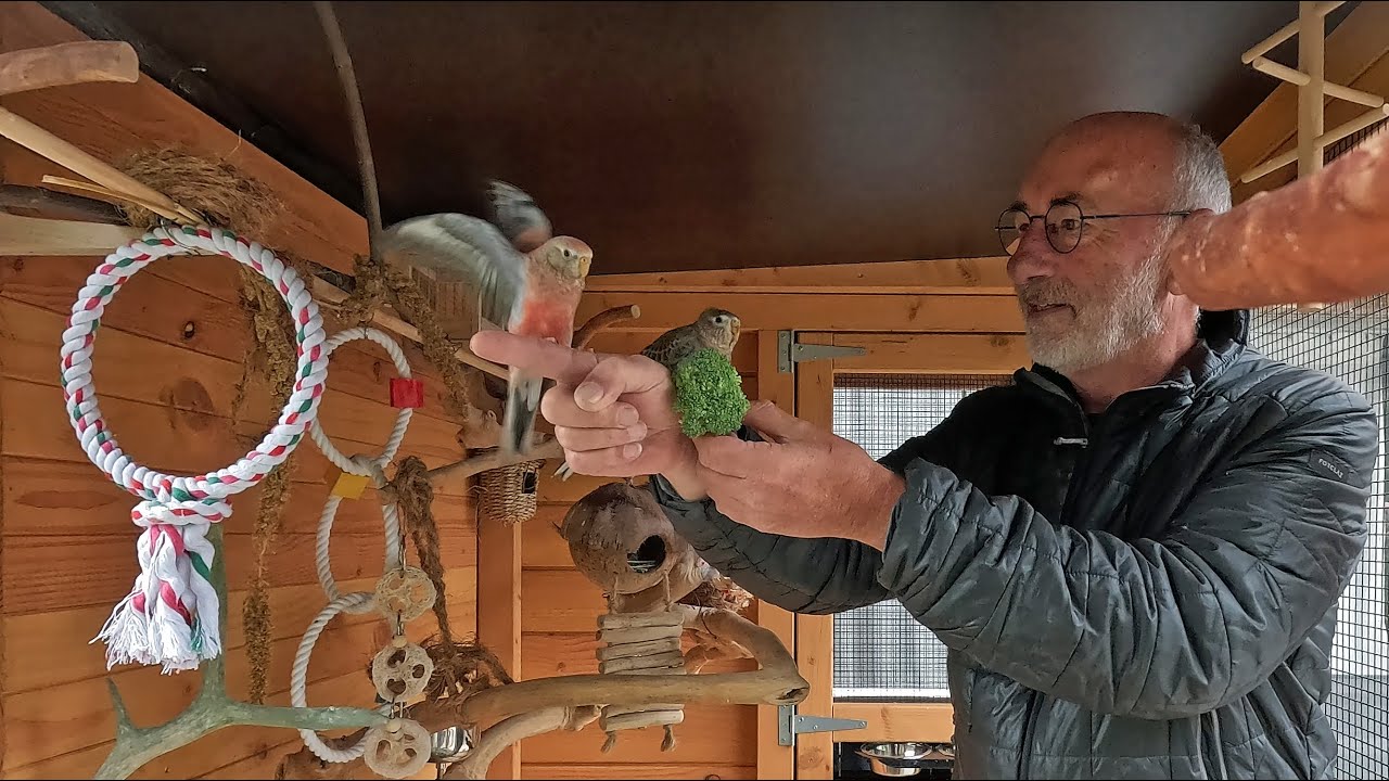 My Aviary part 8, Mijn Volière, Taming the Bourke's parakeets in 4 days