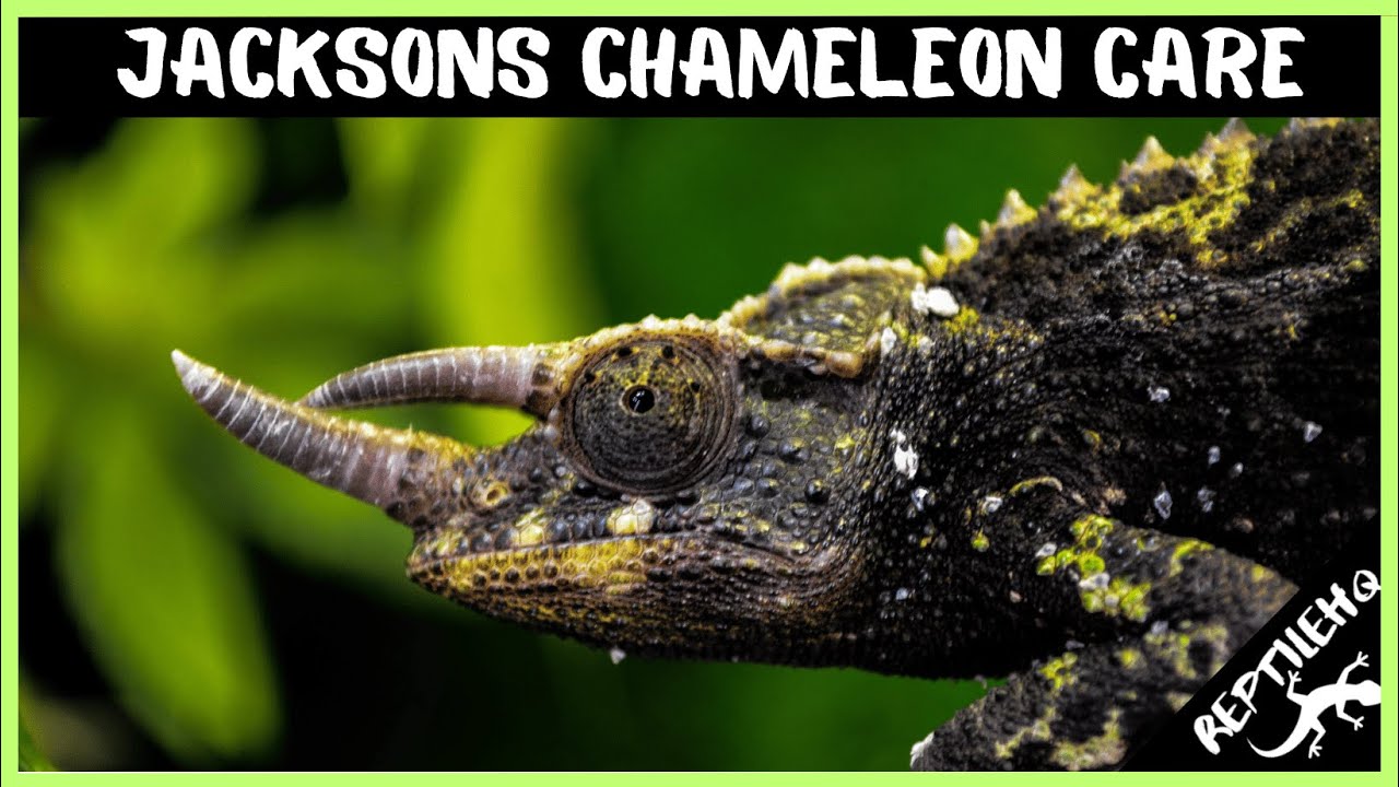 The Ultimate Guide to Jacksons Chameleon Care