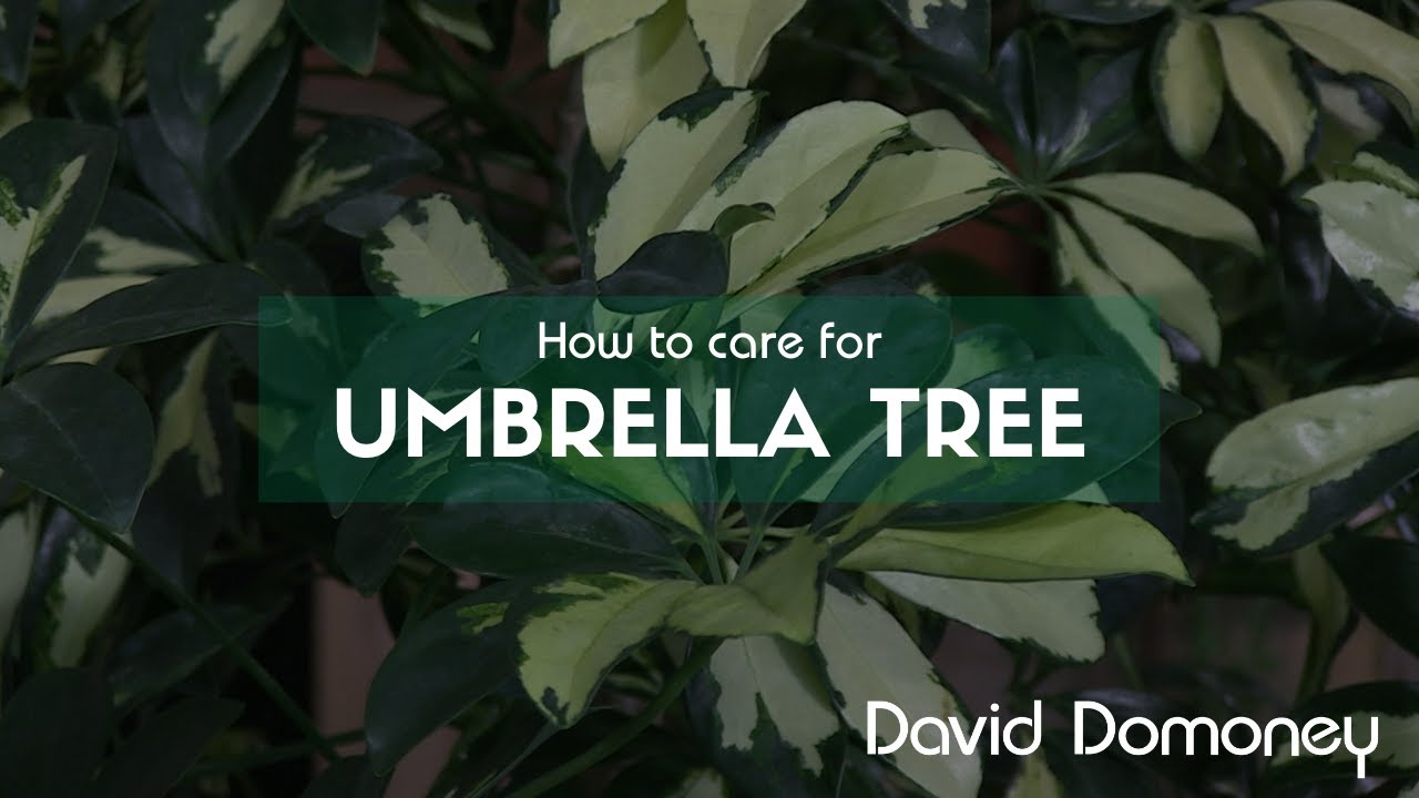 How to care for Schefflera arboricola (Umbrella tree)