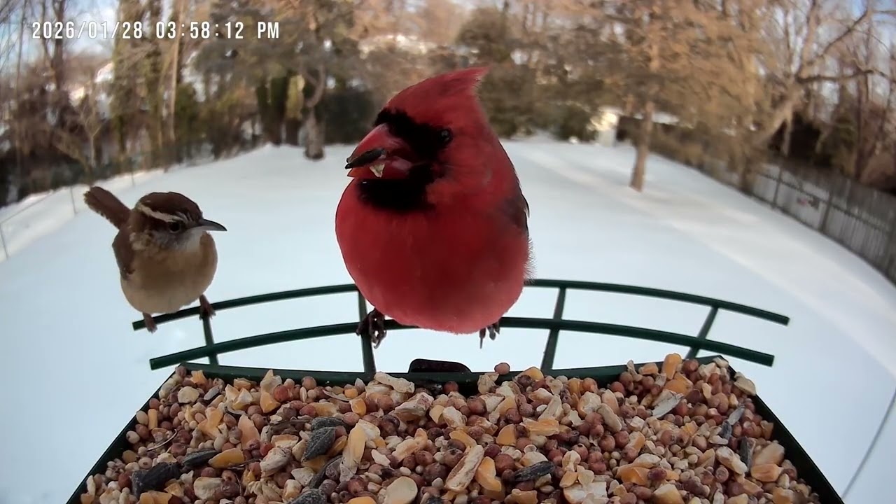 Various Birds for Cats Enjoyment