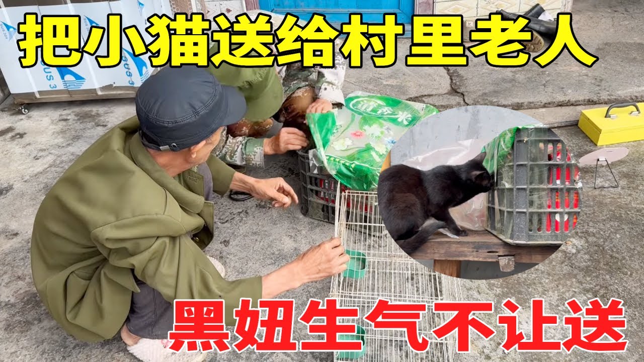 要把小猫送人了，黑妞忽然就开始生气，带一些猫粮防止小猫不吃饭！【乡野志刚】#生活 #animals #山货