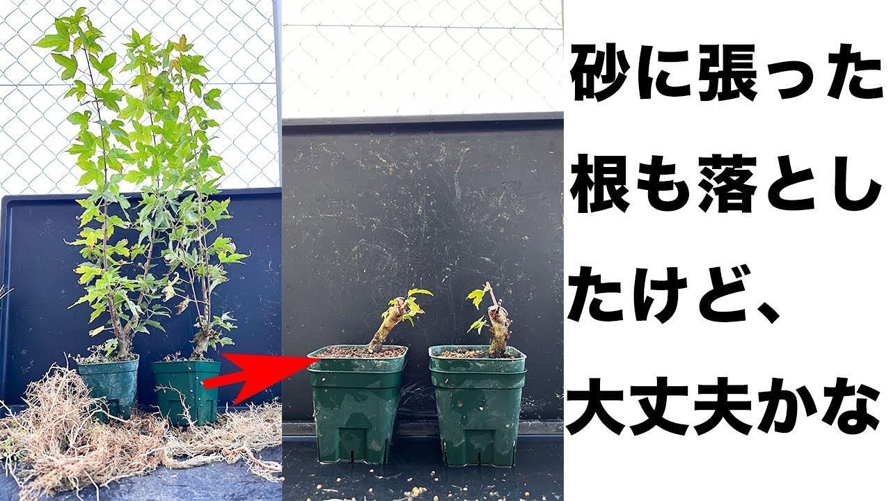 【KED】根の成長がエグい！  #盆栽 #bonsai