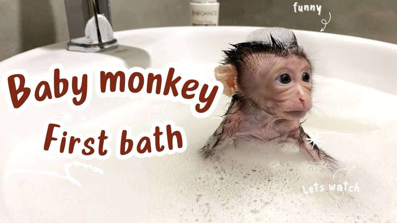 2 weeks baby monkey first bath #monkey #cute #babymonkey