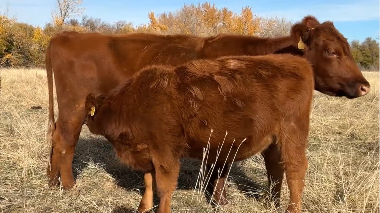 Hebert Cattle Co.- Red Angus Cow With Moderate Frame Raises Huge Calf in 225 Days