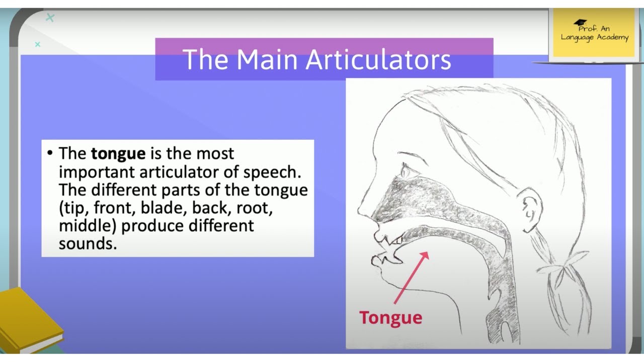 Branches of Phonetics