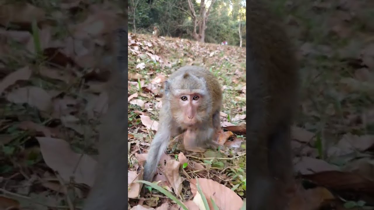 Monkey Grab In Cambodia Good All Monkeys In Khmer #149