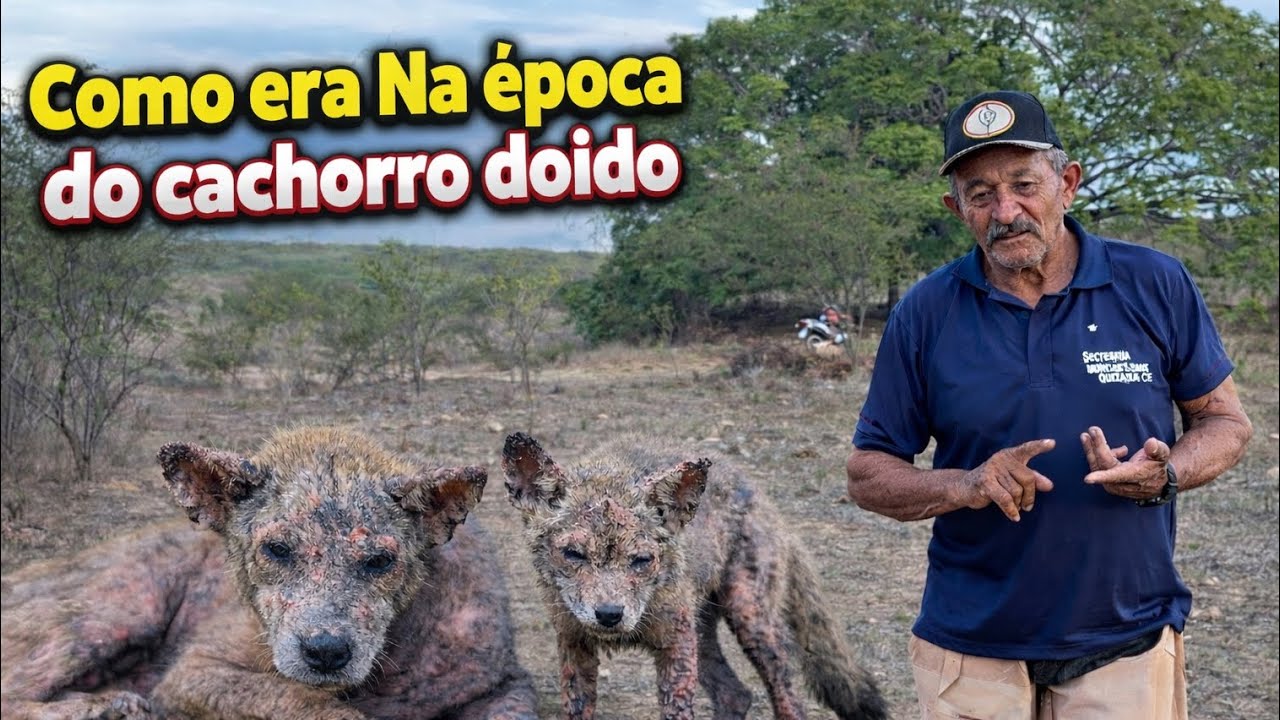 Na época de cachorro e raposa doida