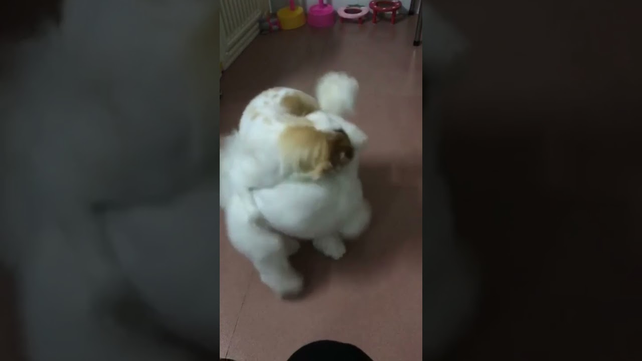 Cute Puppy lovely  Care #short #5003
