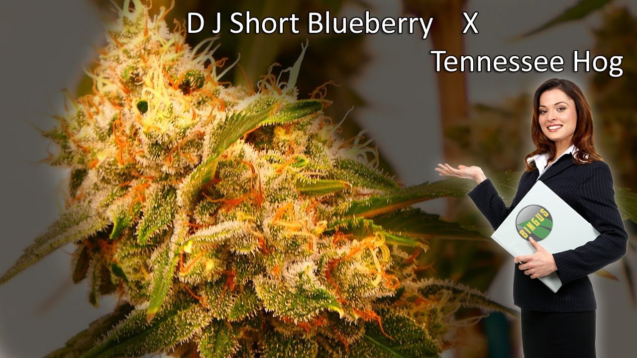 D J Short Blueberry x Tennessee Hog 👉AKA - HOCUS POCUS ✨🧬 Day 40