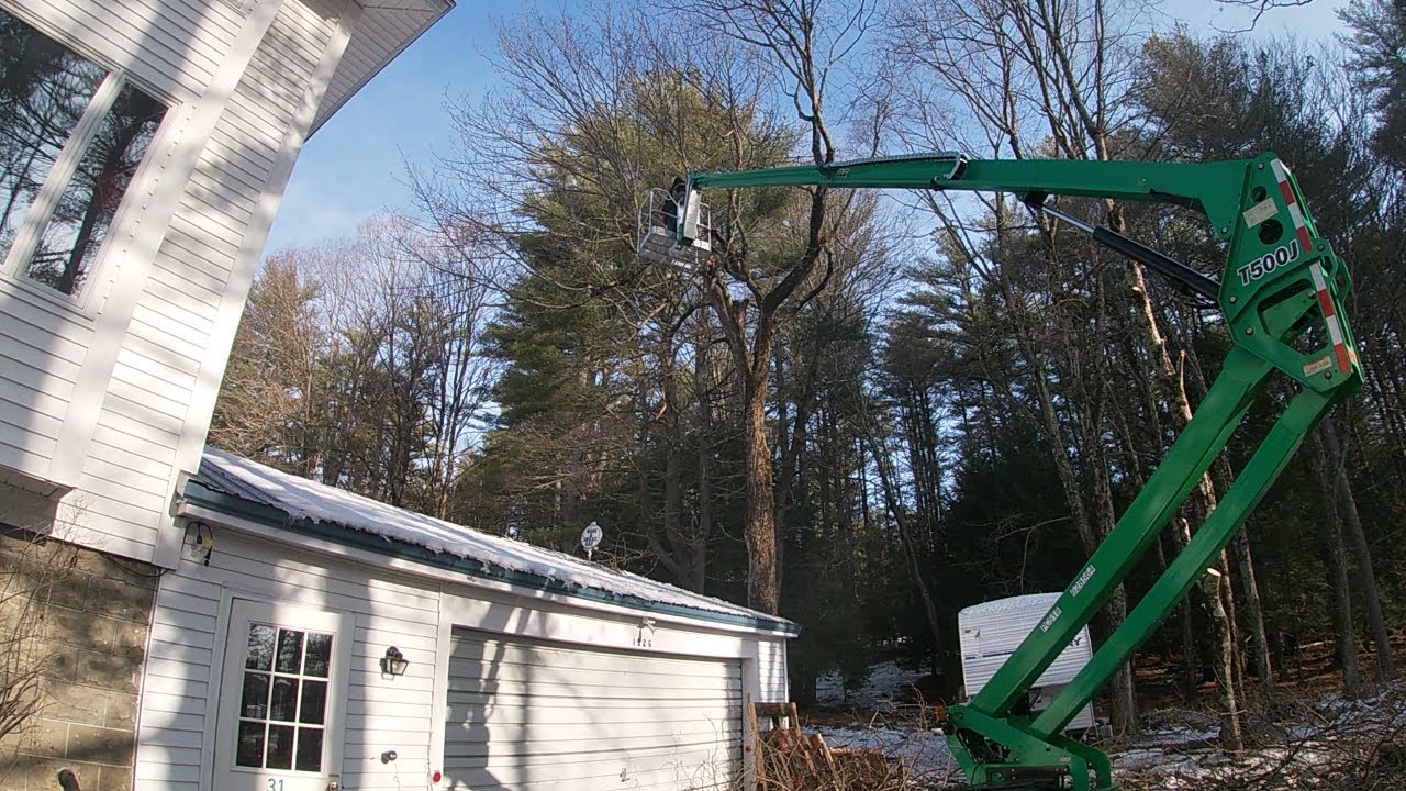 Removing a 50 FOOT TREE from our yard!