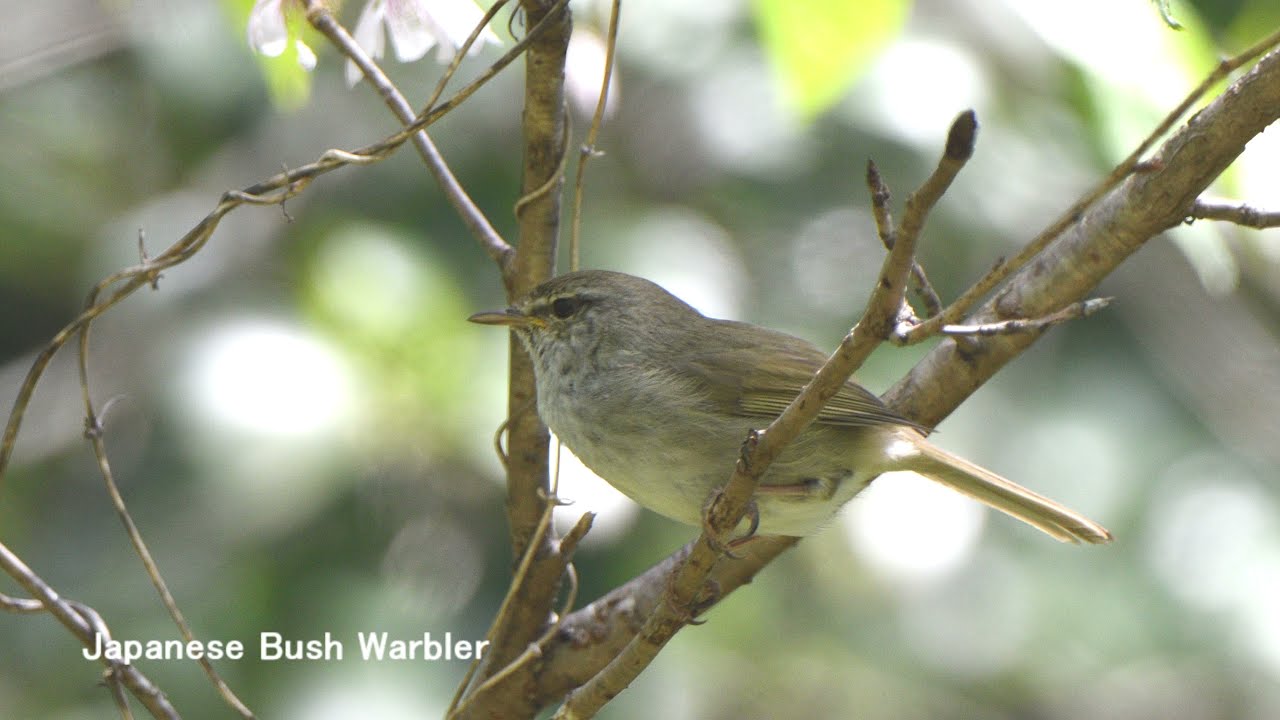 Song of spring - Japanese Bush Warbler (The messenger of spring)
