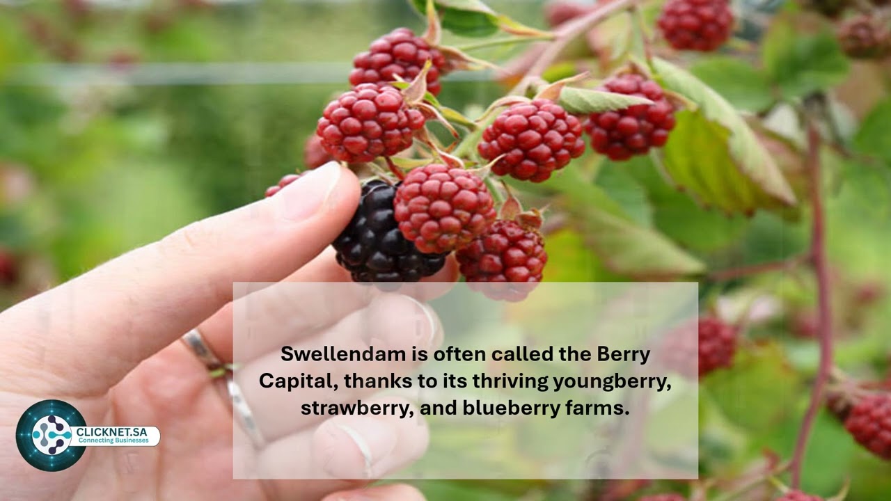Swellendam, Western Cape | History, Nature & Adventure in the Overberg