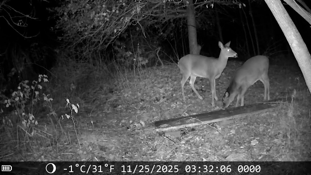 November 25, 2025  My deer marked safe from the hunting season
