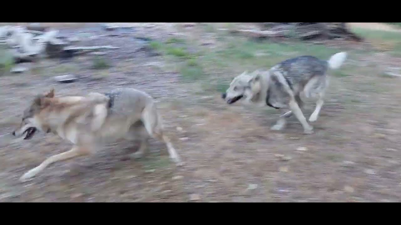 wolfdogs pack reunion  (Cane lupo cecoslovacco, Siberian Husky e Segugio)