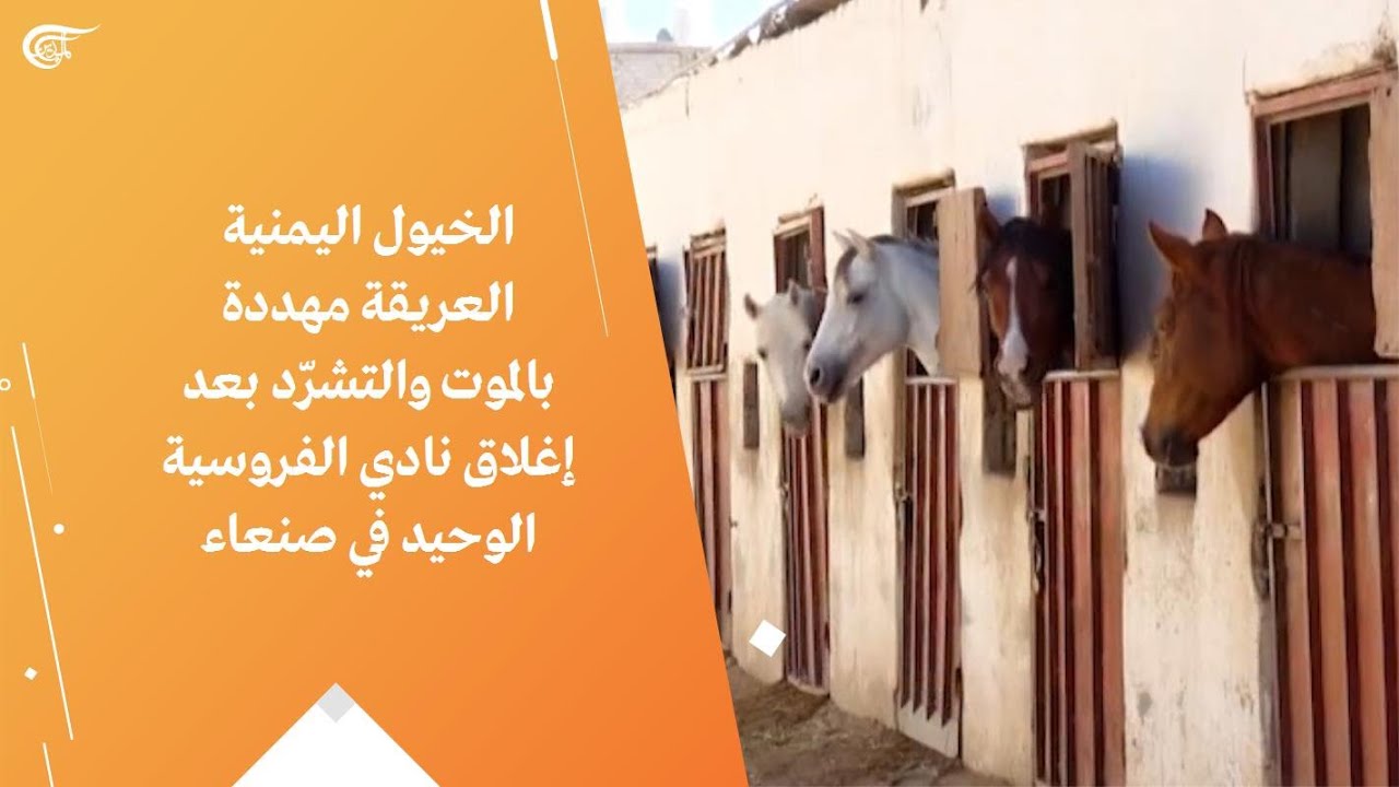 الخيول اليمنية العريقة مهددة بالموت والتشرّد بعد إغلاق نادي الفروسية الوحيد في صنعاء