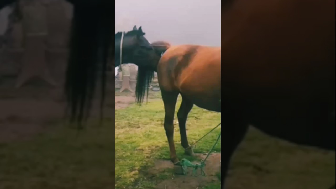 most beautiful horse breeding in the world| educational horse video #horsebreeding #horsemating