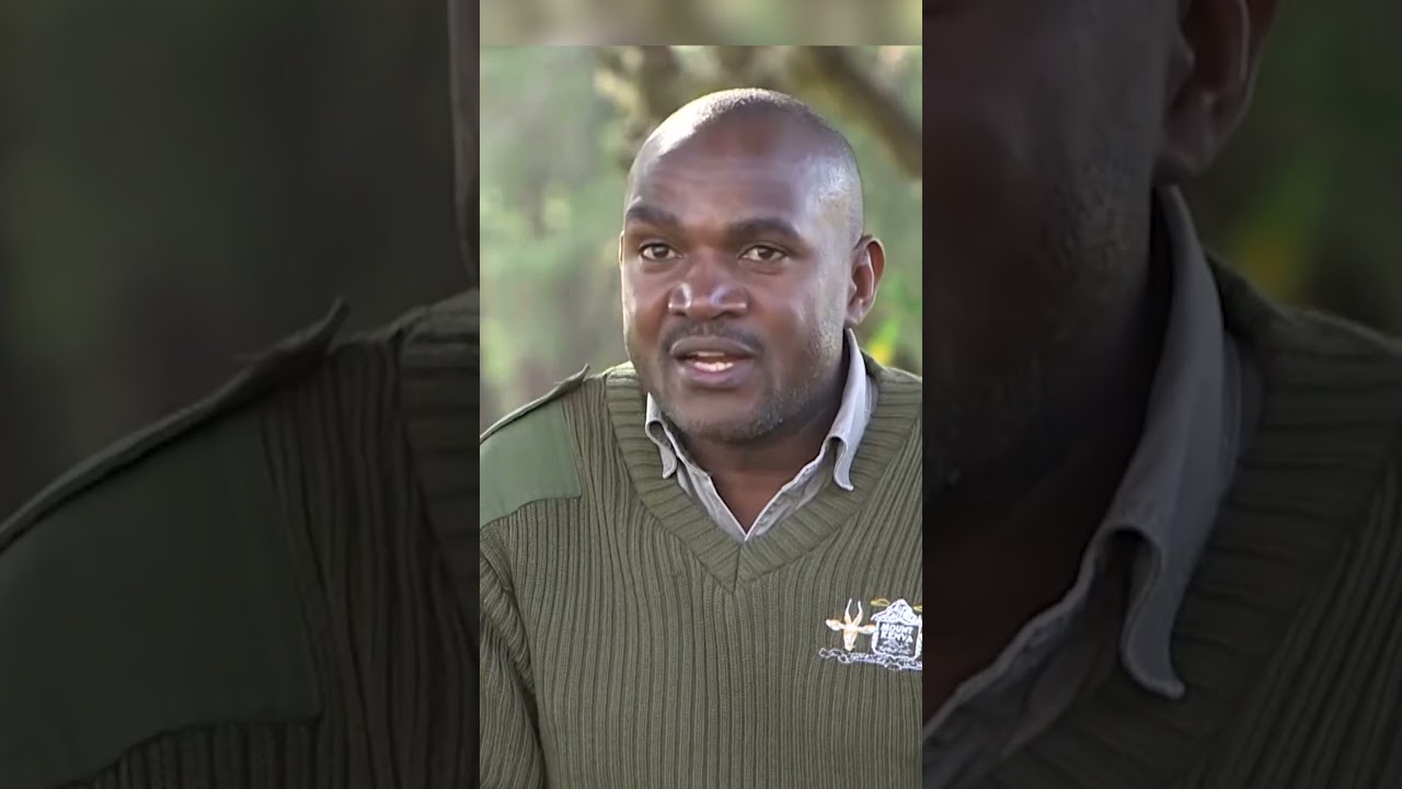 The Journey of the Mountain Bongo MWKC: Part1