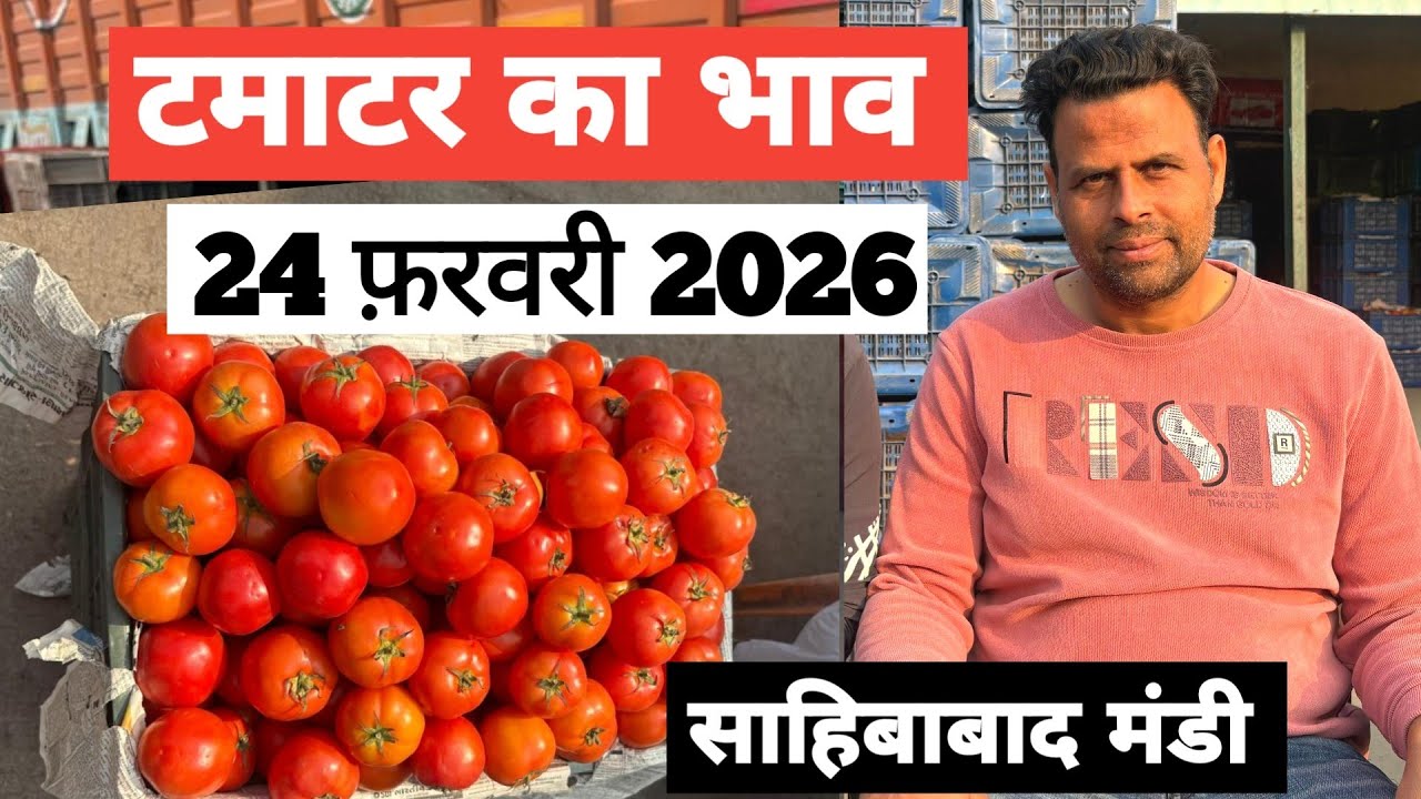 24 February 2026 🍅टमाटर का भाव साहिबाबाद मंडी |Today tomato rates in sahibabad mandi delhi NCR 