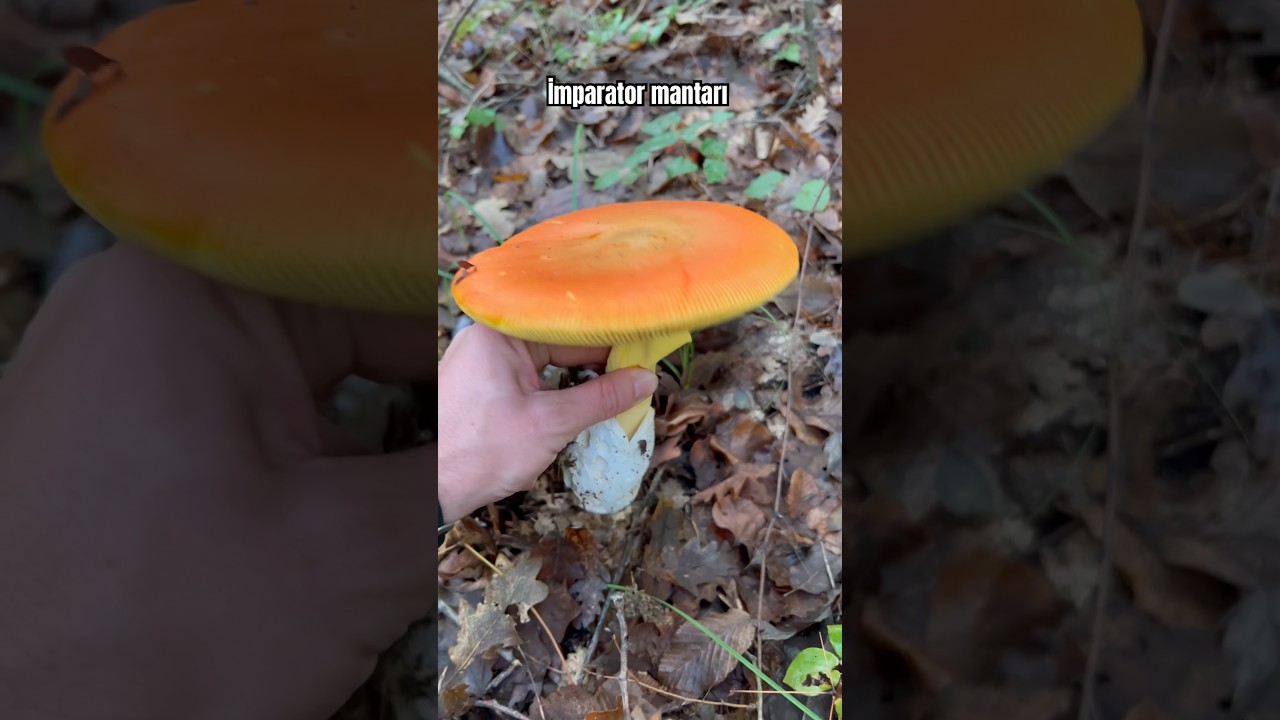 Amanitaceae familyasından muhteşem Sezar a&ccedil;ılmış hali. #mantarlar #sezar #mushrooms #natural #reels