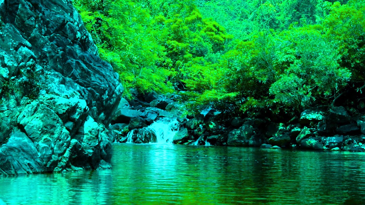 Поющие птицы или красивое пространство лесного ручья; Очень нежное расслабление