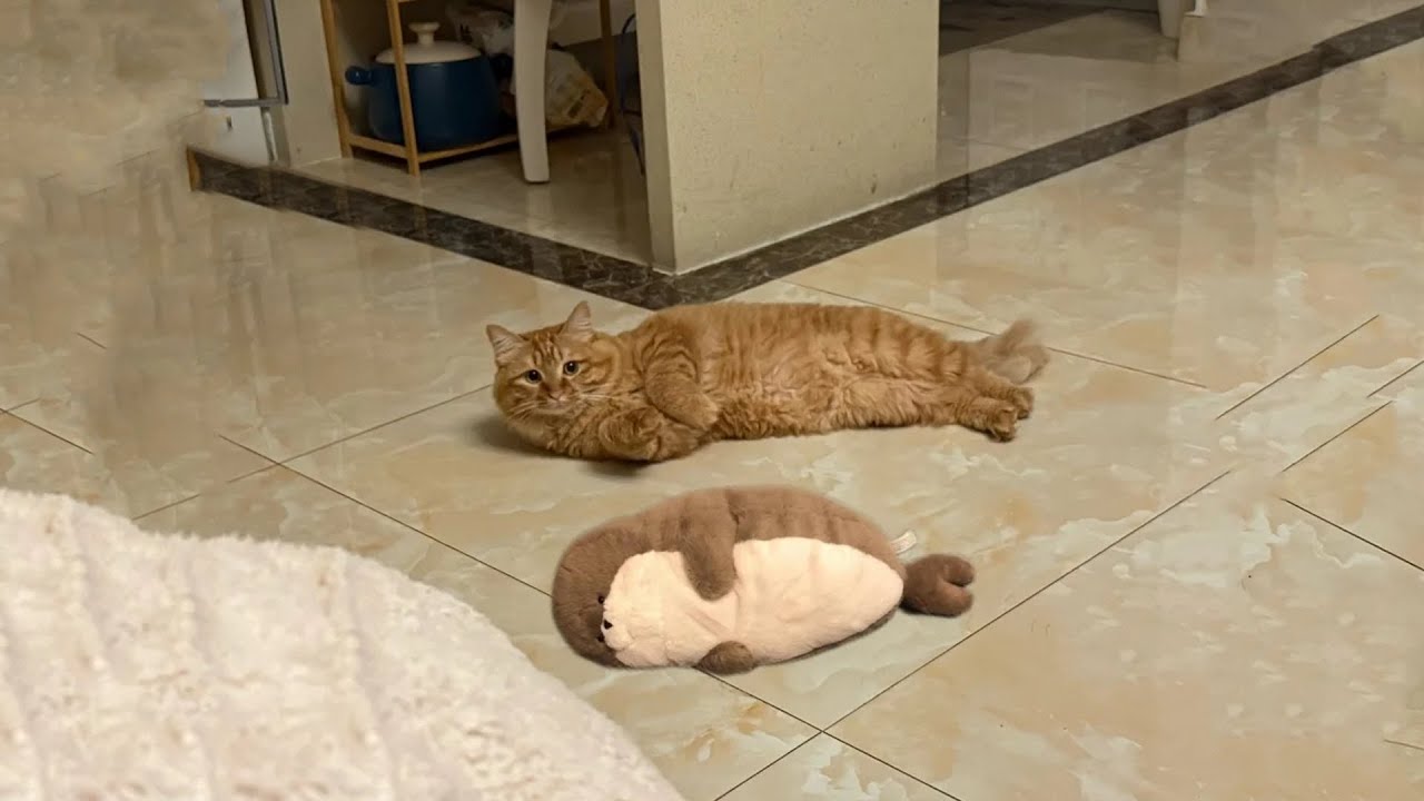 Самые смешные видео с кошками 2025 года 😹 Постарайтесь не смеяться 😂 Часть 19